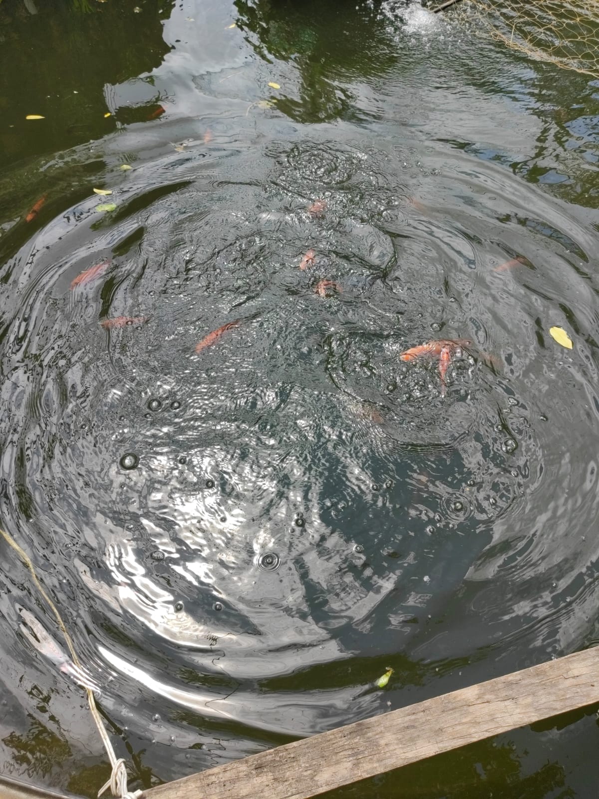 Como Aumentar as Vendas de Alevinos e Peixes na Sua Região